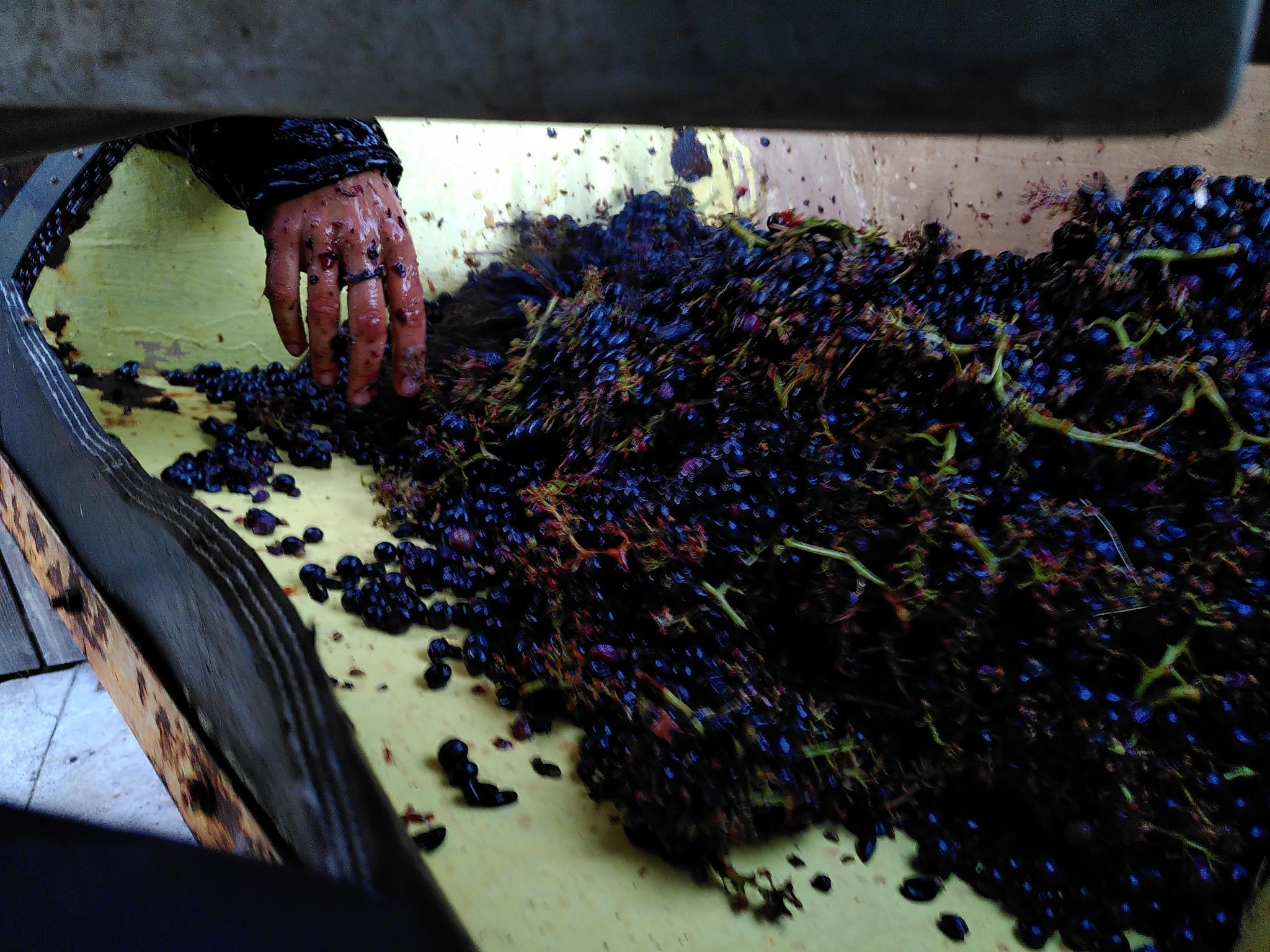 Une main dans des grappes de raisin